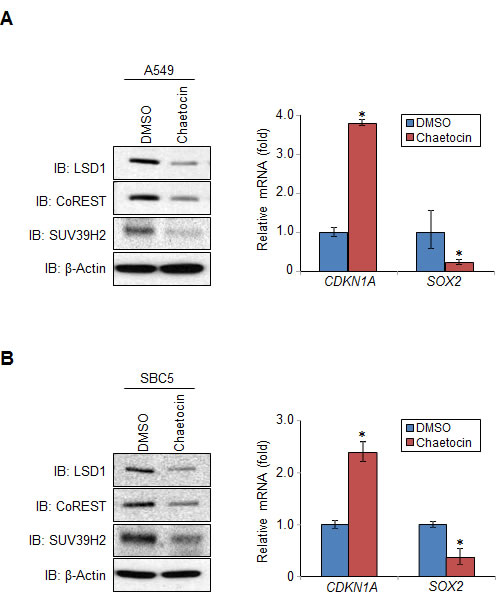 Methylation of LSD1 at lysine 322 affects LSD1 regulation of targeted genes.