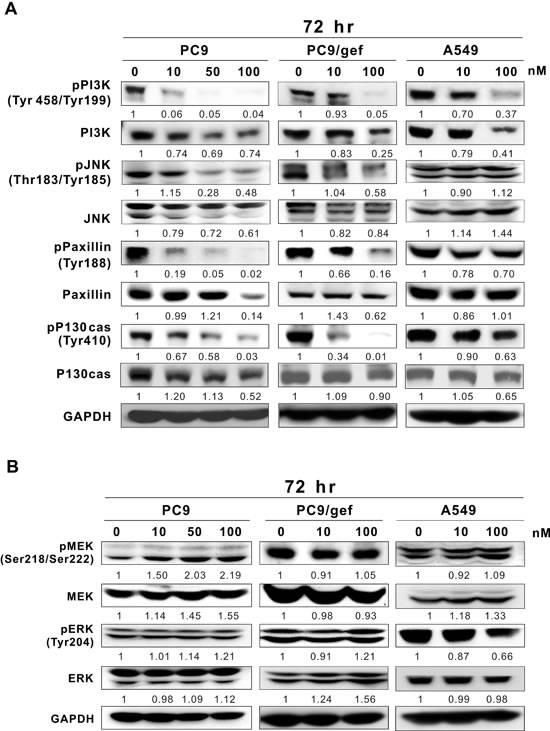 Western blot analyses of Src-downstream proteins in lung cancer cell lines after rhodomycin A treatment.