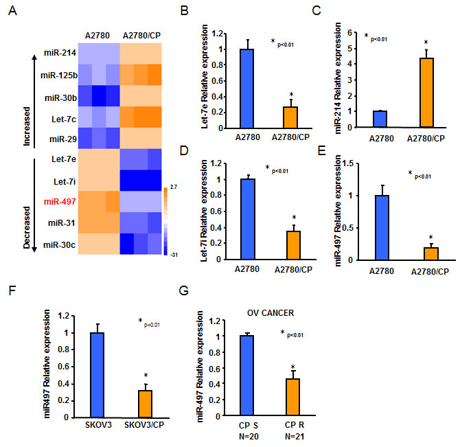 The expression levels of miR-497 were downregulated in cisplatin-resistant ovarian cancer cells.