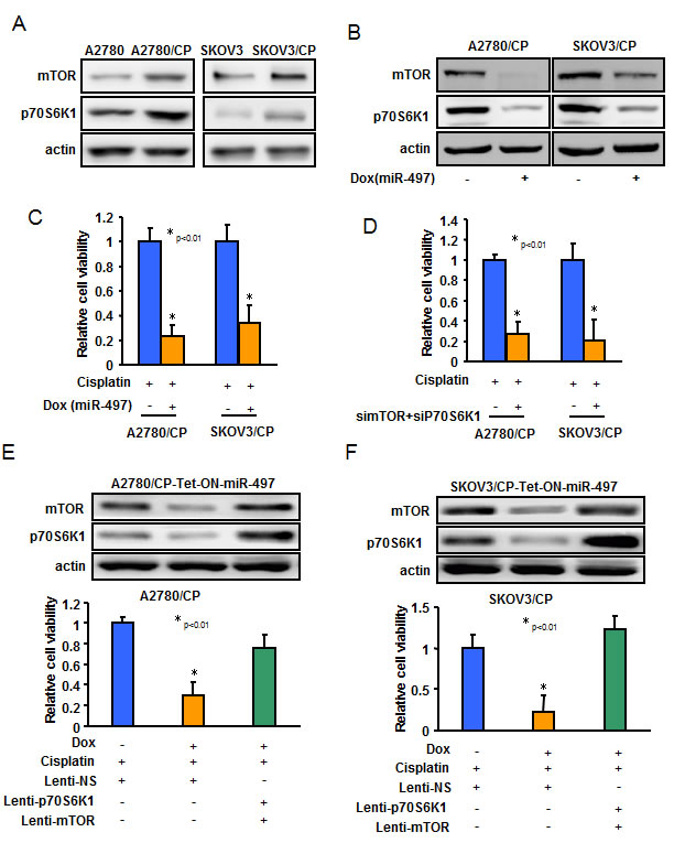 MiR-497 inhibits cisplatin resistance through targeting mTOR and p70S6K1 in ovarian cancer cells.