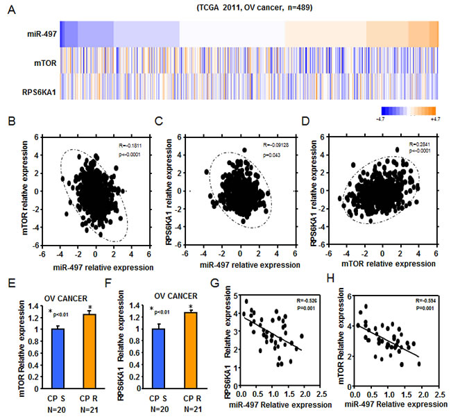 Reduced expression of miR-497 was inversely correlated to mTOR/p70S6K1 levels of ovarian cancer patients.