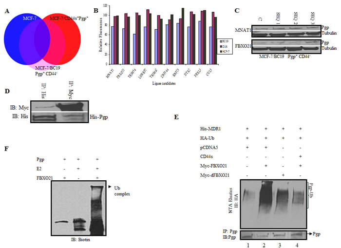 A genome wide siRNA ubiquitin ligase screen identifies FBXO21 as the E3 ligase targeting P-gp for ubiquitination.