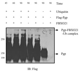 Figure 5: