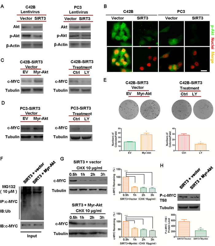 SIRT3 destabilizes oncoprotein c-MYC level by inhibiting PI3K/Akt pathway.