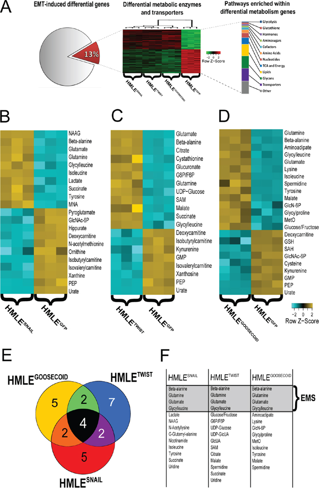 A. Analysis of previously published gene expression data reveals 13% of all differentially expressed genes (FDR-adjusted p-value &#x003C; 0.001) between all EMT-induced cell lines (HMLESnail, HMLETwist, HMLEGoosecoid) relative to control (HMLEGFP) map to metabolic enzymes and transporters and suggests EMT induces significant metabolic reprogramming. B&#x2013;D.