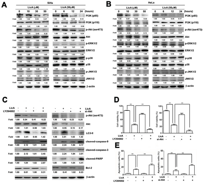 LicA induced apoptosis via the PI3K/Akt signaling pathway in SiHa and HeLa cells.