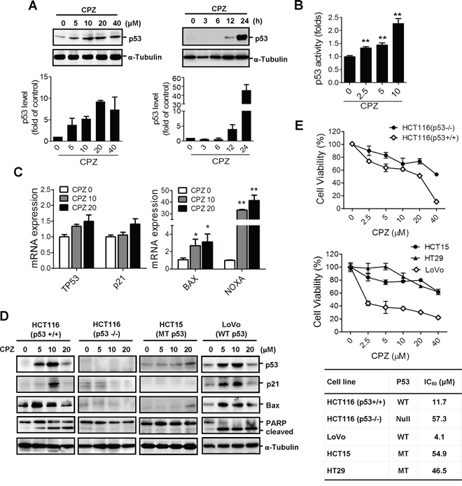 Induction of p53-dependent apoptosis in human CRC cells by CPZ.
