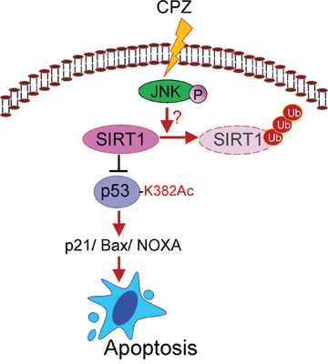 Schematic representation of the inhibitory mechanism of CPZ against CRC.