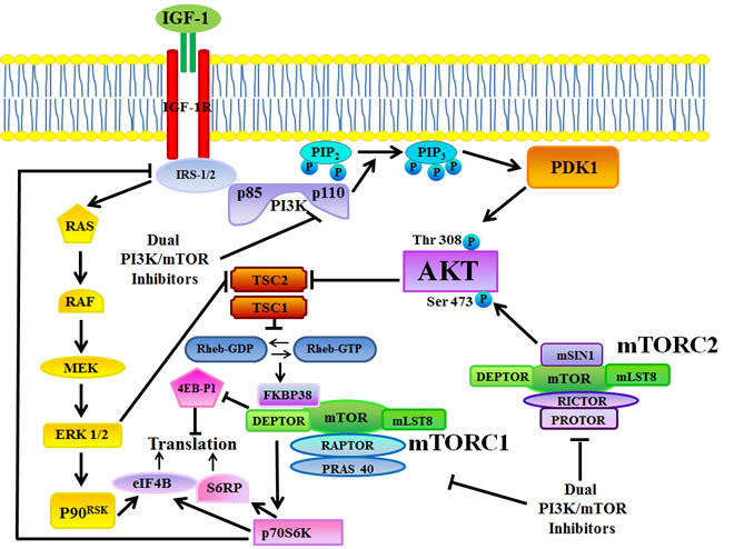 The PI3K/Akt/mTOR signaling pathway.