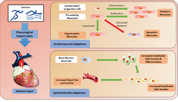 Cellular adaptations induced by exercise.