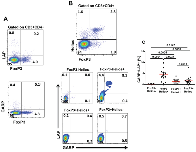 Expression of GARP and LAP on different FoxP3+/&#x2013;Helios+/&#x2212; non-activated T-cell subsets.