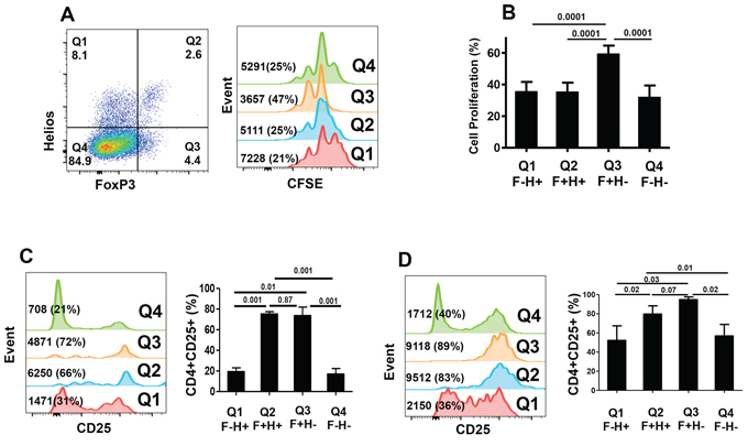 CFSE-based proliferation assays and CD25 expression within different FoxP3+/&#x2013;Helios+/&#x2212; T-cell subsets.