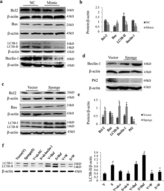 Effect of miR-497 mimic and sponge on the expression of Bcl2 and LC3B protein in neonatal rat cardiomyocytes (NRCs).