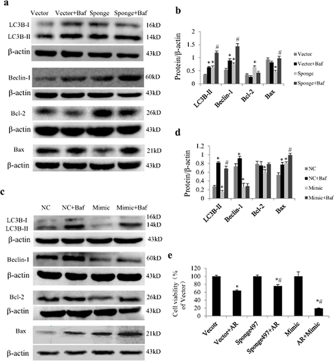 Effect of miR-497 on proteins related to autophagy and apoptosis in neonatal rat cardiomyocytes (NRCs) exposed to anoxia/reoxygenation (A/R).