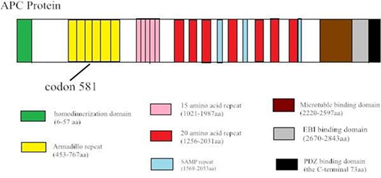 Sequence alignment shows the c.1936&ndash;2148 del in exon 14&ndash;15 of the APC gene, which creates a STOP codon at 581.