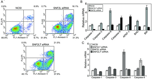 Singular v dual knockdown of SNF2L and SNF2LT and apoptosis.