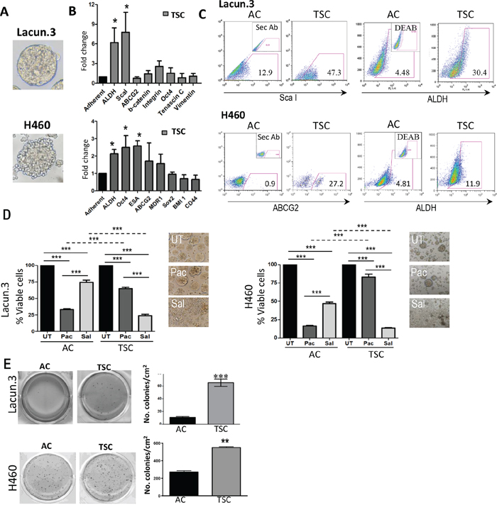 Tumor sphere cultured (TSC) cells exhibit a cancer stem-like cell phenotype and chemoresistance.