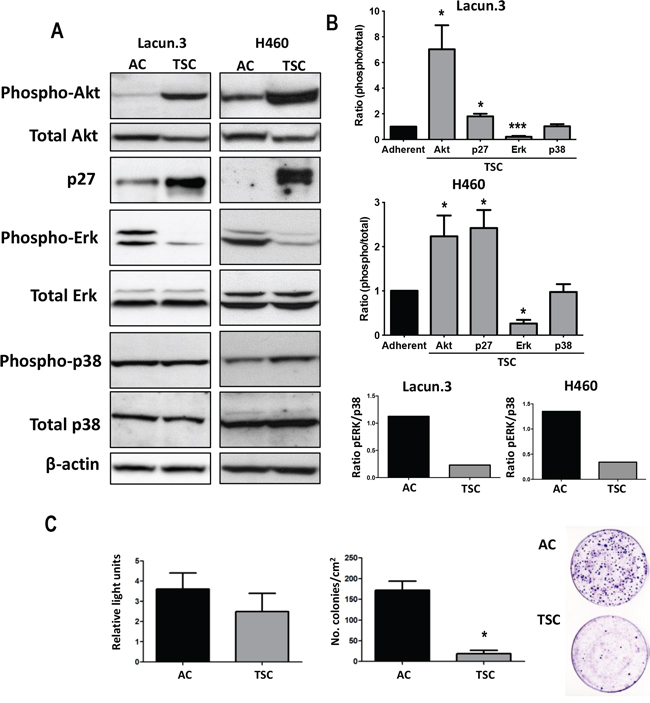 TSC cells express markers of quiescence in vivo.