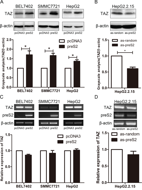 preS2 upregulates TAZ expression at the protein level.