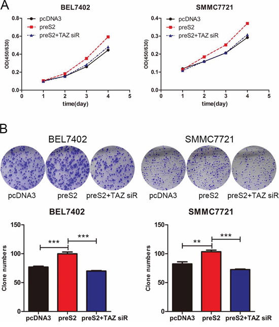 preS2 promotes the proliferation of HCC by TAZ.