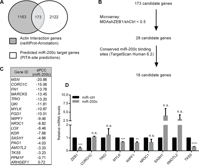 Identification of potential cell invasion target genes of miR-200c.