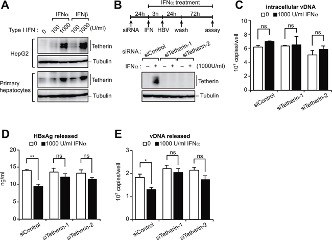 Type I IFN-induced tetherin weakly represses HBV release.