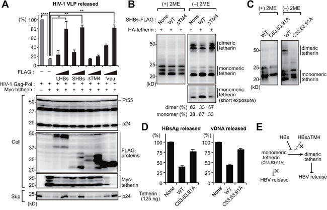 HBs inhibits the dimerization of tetherin to counteract its antiviral activity.