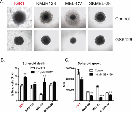 GSK126 inhibits the growth of melanoma spheroids growing in 3D culture.