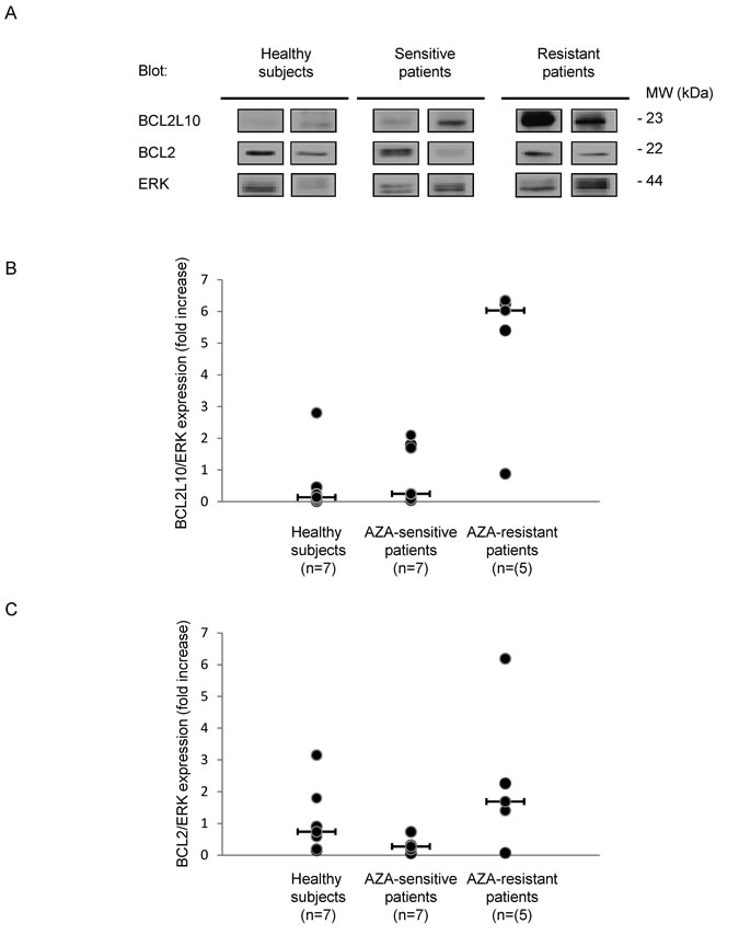 BCL2L10 protein expression is increased in AZA-resistant patients.