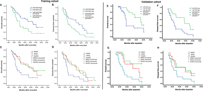 Survival relevance analysis of miR-424 expression in two HCC patients cohorts (A&#x2013;D: Training cohort, E&#x2013;H: Validation cohort).