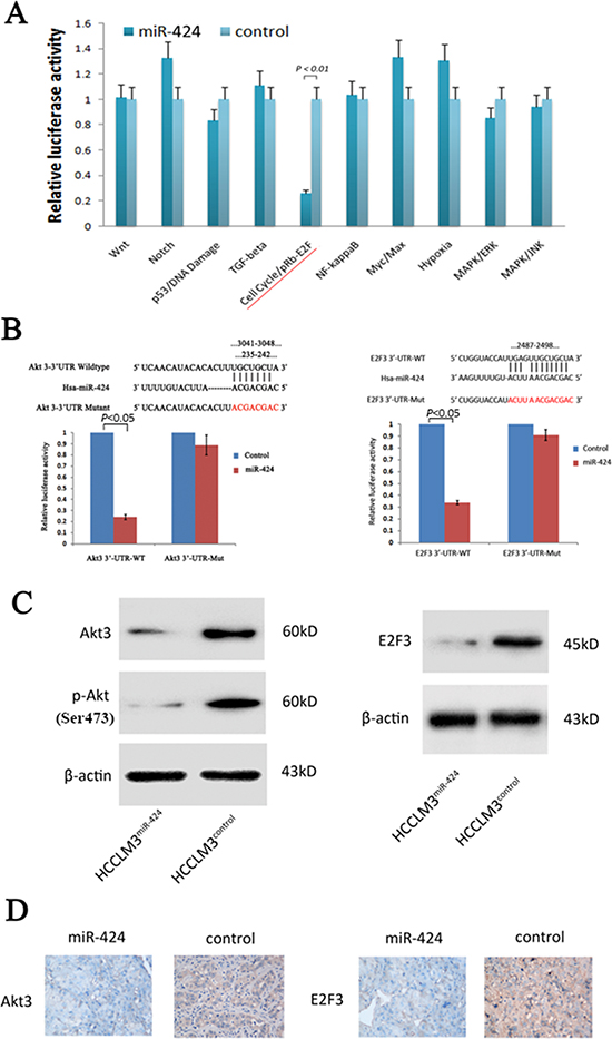 Akt3 and E2F3 are both direct downstream targets for miR-424.