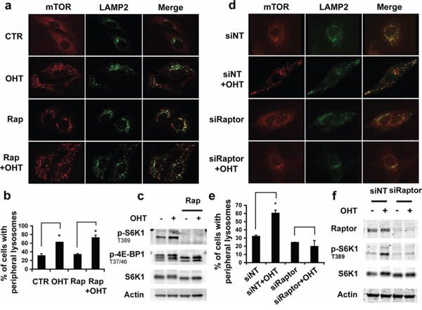 Effect of mTORC1 activity in lysosomal trafficking.