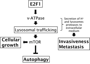 Involvement of v-ATPase on E2F1&#x2032;s functions.