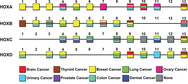 Expression of HOX genes in different solid tumors.