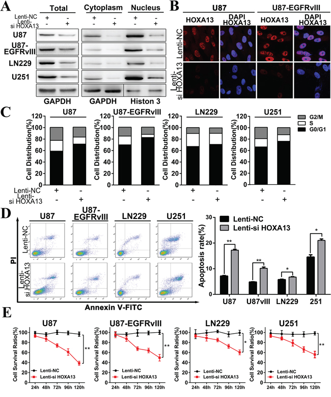 HOXA13 siRNA inhibits proliferation, regulates cell cycle progression, and induces apoptosis in GBM cells in vitro.