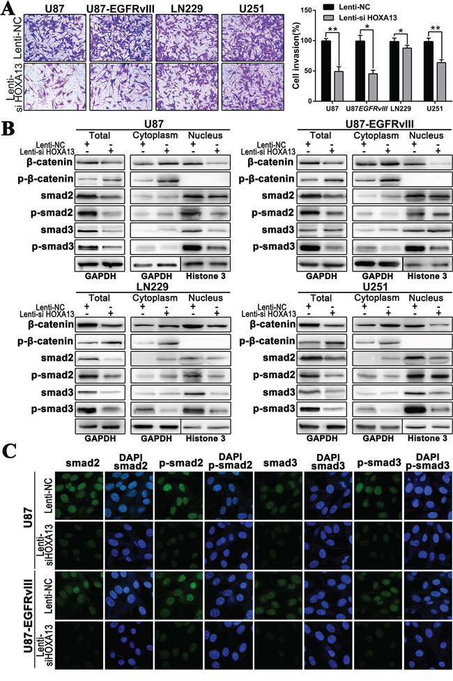 The suppression of HOXA13 inhibits invasion via the Wnt and TFG-&beta; pathways in GBM cells.
