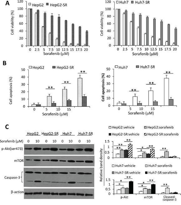 Sorafenib-resistant HCC cells are insensitive to sorafenib.