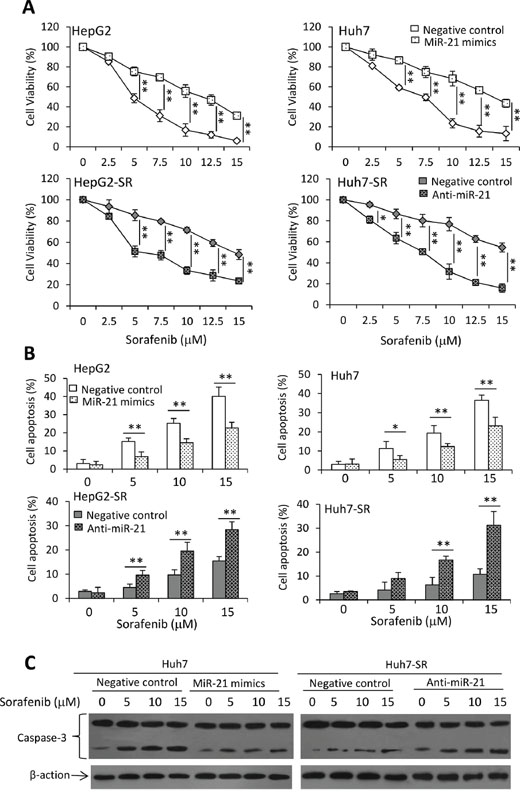 MiR-21 affects sorafenib-induced cell growth inhibition and apoptosis.