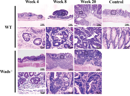 Establishment of CRMAC murine model in WT and Wads&#x2212;/&#x2212; mice.