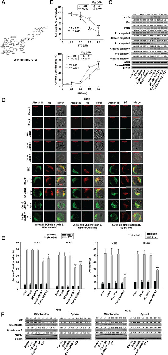 Stichoposide D (STD) induces apoptosis of K562 and HL-60 cells through the activation of ceramide synthase 6 (CerS6).