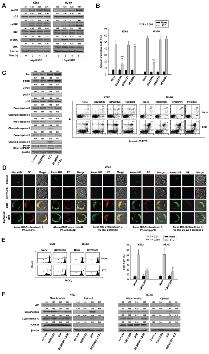 STD induces apoptosis of K562 and HL-60 cells through the activation of p38 kinase.