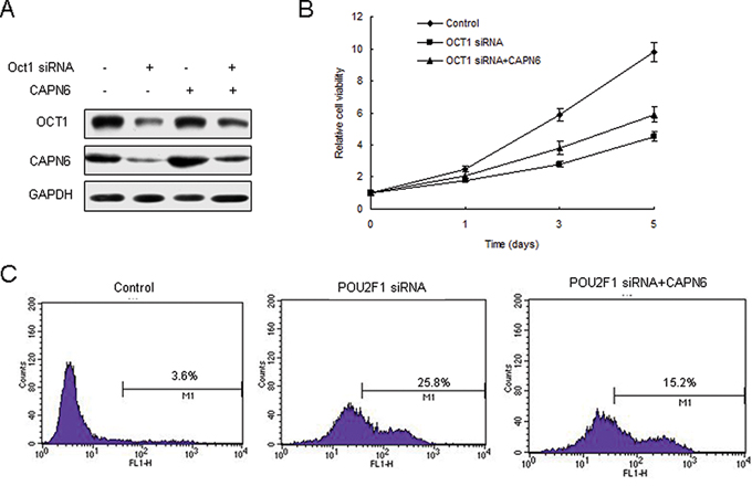 POU2F1 regulates liver cancer cells apoptosis via CAPN6.