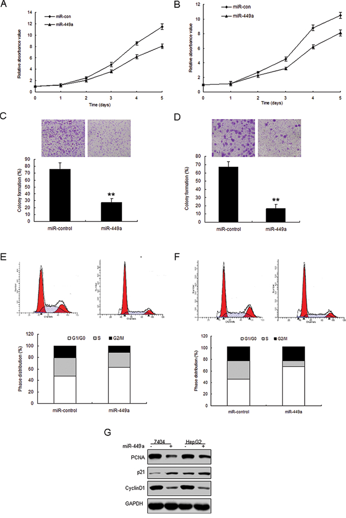 Enforced expression of miR-449a induces growth inhibition in liver cancer in vitro.