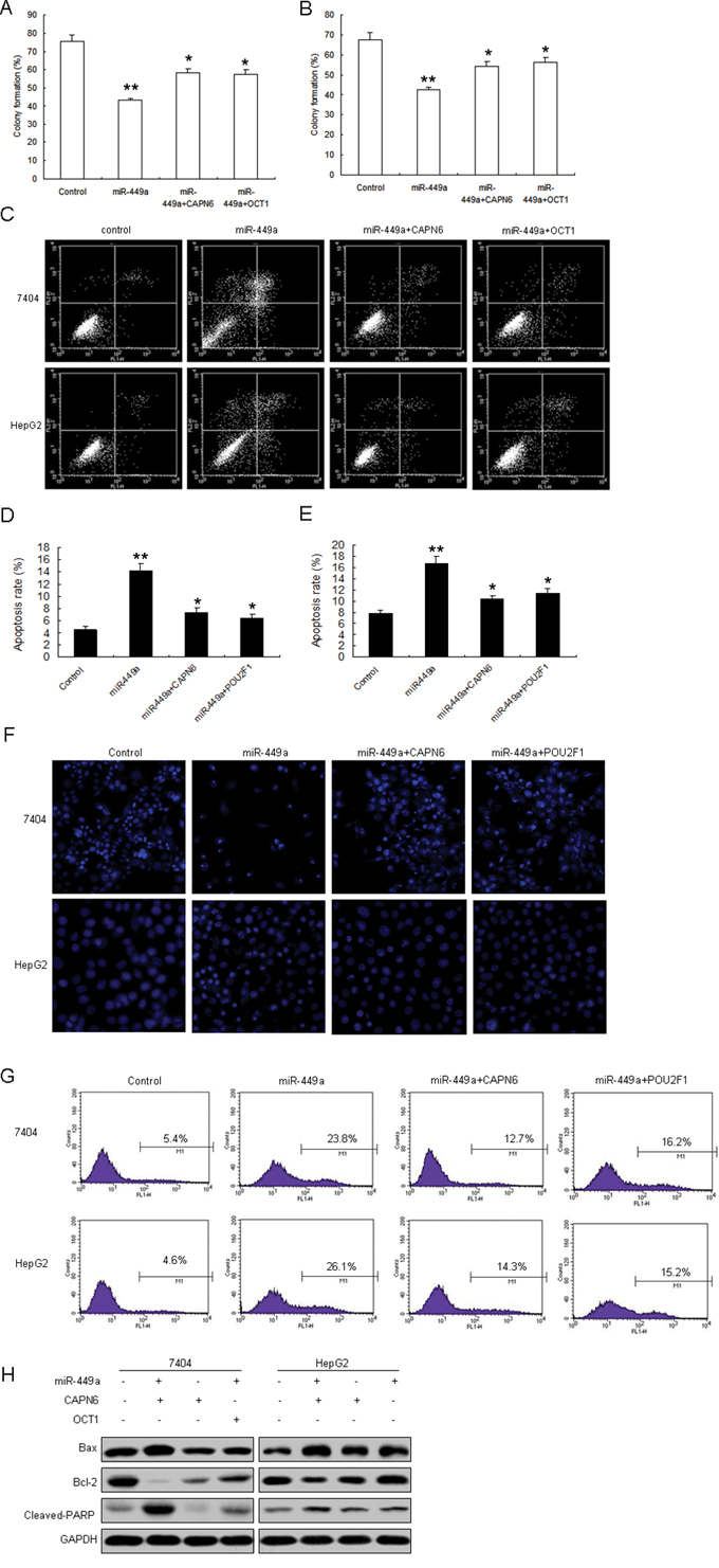 miR-449a inhibits cell proliferation and induces apoptosis of liver cancer cells by targeting POU2F1 and CAPN6.