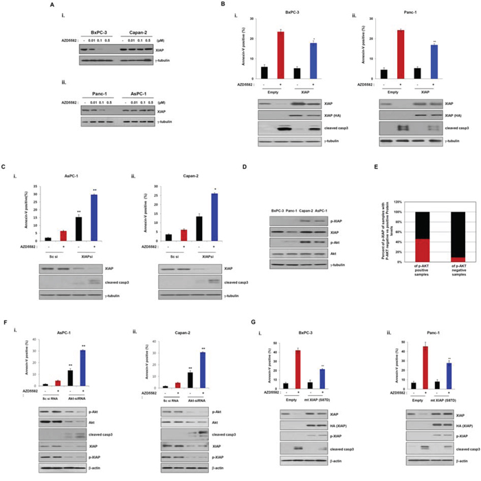 Phosphorylation of XIAP induces resistance to the IAP antagonist, AZD5582.