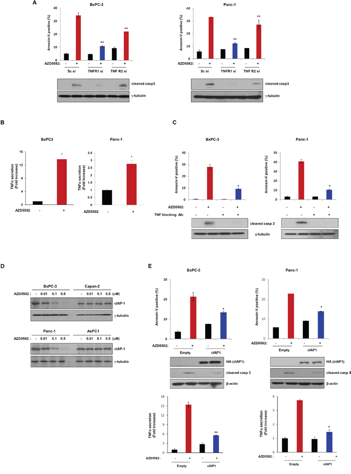 AZD5582 induces cell death through TNF-&#x03B1;-dependent apoptosis.