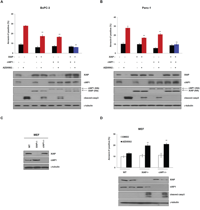 Overexpression of XIAP and cIAP1 completely inhibits AZD5582-induced cell death.