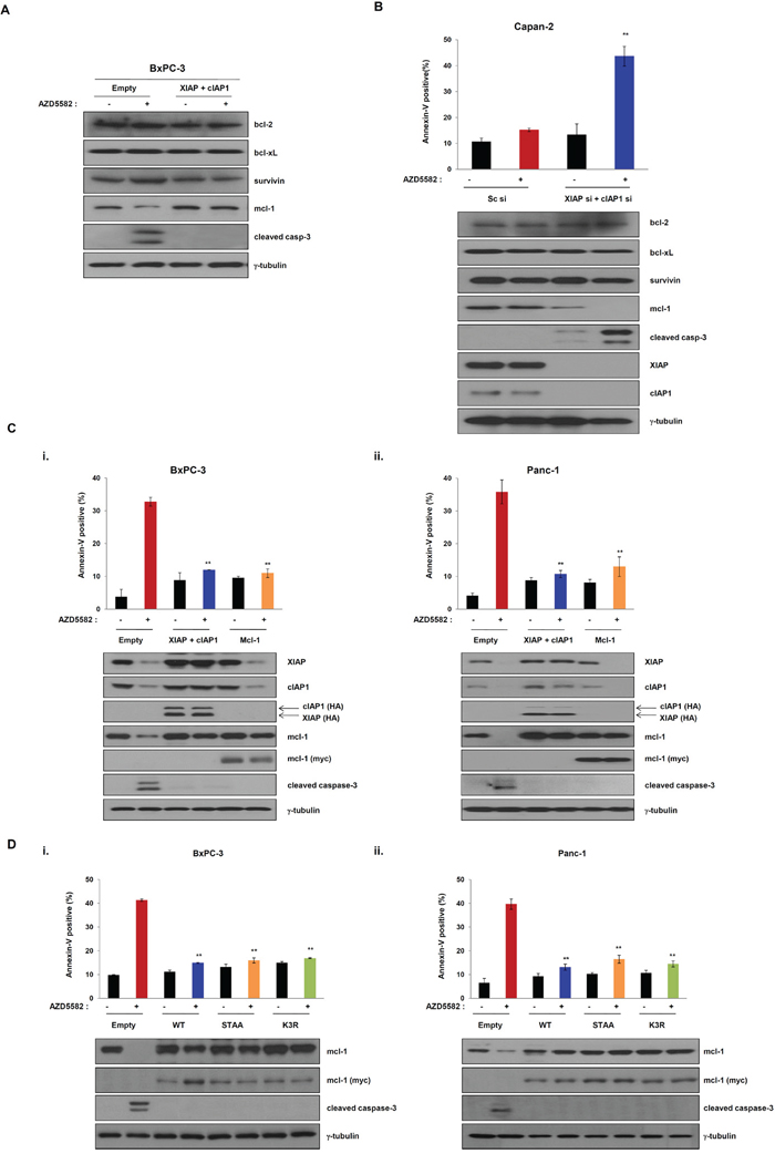 Overexpression of Mcl-1 mediates resistance of the IAP antagonist AZD5582.