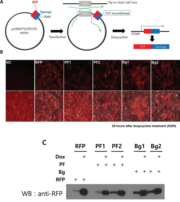 Generation of inducible RFP-miRNA sponge system in Flp-In T-Rex 293 cells.