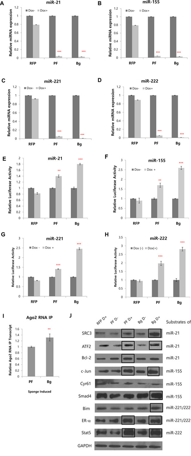 Simultaneous inhibition of 4 miRNAs and concomitant protein level changes by multi-potent miRNA sponge.